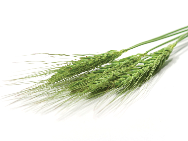 BASF | Product Profile - Caramba®